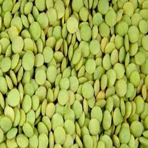 Best Grade Dried Canadian Green Lentils at Farm Price - Product Image 1