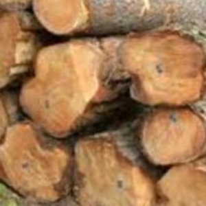 Exportadores de palisandro negro hecho a mano - Product Image 3