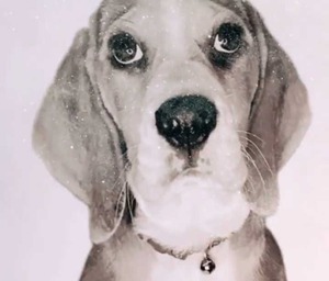 Soham Industrial Diamonds Shiny Diamond <b>Dust</b> 40-200 Grit Synthetic <b>Powder</b> Polishing Grinding Resin Bond Tools Hard Surface Model - Product Image 4