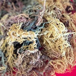 Pure Eucheuma Cottonii Seaweed Livraison rapide - Product Image 1