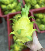 Premium Exportkwaliteit Natuurlijk Vers Drakenfruit Van Vietnam Voor Dessert-En Drankenfabrikanten