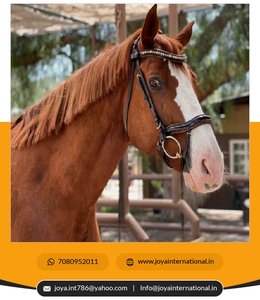 Bonne qualité Brown Patent Sparkle Anatomique Snaffle Bridle Factory Bulk Supply Fabriqué par Intelligent Horse Products - Product Image 2