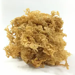 Sea Moss Organic Wildcrafted Sea Moss Made In Vietnam High Quality And Best Price Dried Sea Moss/Ms. Lima +84 346565938