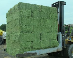 Alfalfa Hay สำหรับอาหารสัตว์ในราคาขายส่งหญ้าชนิต - Product Image 4