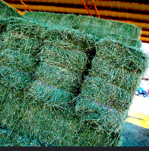 El mejor precio de mercado, el mejor alimento para ganado en EE. UU. para exportación/pacas de heno de alfalfa, alimentación animal - Product Image 3