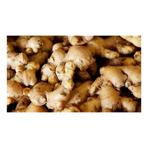Raíz de Jengibre Fresca de Primera Calidad al por Mayor, Vegetales Frescos, Jengibre a Granel a Precio Económico - Product Image 3