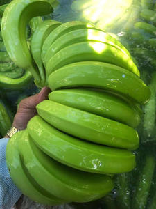 Plátanos Cavendish frescos totalmente naturales exportados por proveedor de Vietnam para muchos alimentos nutritivos - Product Image 5