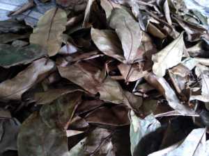 Hojas de Guanábana Cosecha sostenible Graviola natural Hojas de plantas silvestres frescas Frutas Té de tisana - Product Image 6