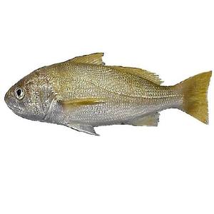 Poisson croaker de qualité supérieure, frais et surgelé IQF, entier ou en filets, fruits de mer riches en protéines pour la cuisson, la grillade et la cuisson à la vapeur - Product Image 2