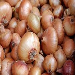 Cebolla Roja Fresca de Nueva Cosecha, Óptima Calidad, Cantidad y Precio al por Mayor para Fábricas de Cebolla Roja - Product Image 1