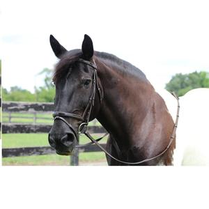 Bride anatomique nouvelle couleur cuir de cheval noir Stanford Bride anatomique Bride anatomique en cuir de cheval anatomique Bride anatomique en cuir de cheval - Product Image 1