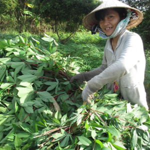 Paquete a granel de hojas de mandioca congeladas estándar de exportación Premium Origen de Vietnam - Product Image 6