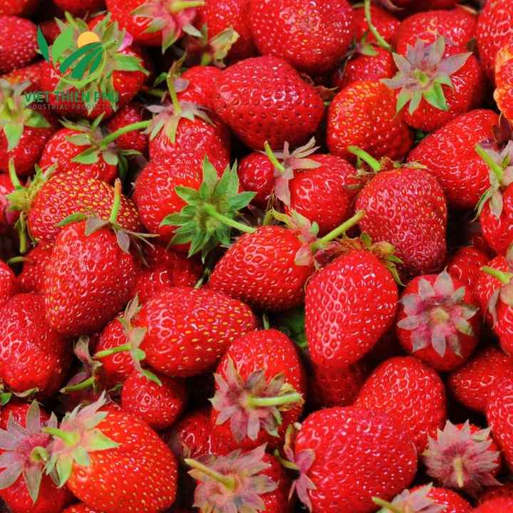 Organic Frozen Whole Strawberry from Vietnam IQF Process Bulk Packed and Water Preserved Ready for Export