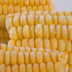 Oferta de primera clase, suministro de fabricante de Vietnam sabroso, gran oferta, corte de maíz congelado, 2kg - Product Image 6