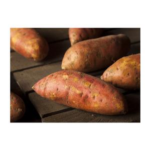 Ñames Blancos Frescos Orgánicos de Alta Calidad para Uso Agrícola, Precio Económico, Fabricante de Alemania, Exportaciones a Todo el Mundo - Product Image 4