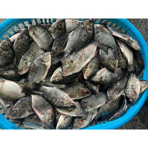 Poisson Tilapia rouge congelé |   Tilapia rouge en gros |   Production Y Élevage de Tilapia |   Exportateur - Product Image 4