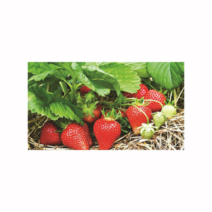 Fresas Frescas Premium, Dulces y Aromáticas, Fruta Roja, Suministro a Granel, Cosecha de Granja, Producto de Grado de Exportación - Product Image 6