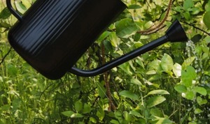 Regadera de Caña Negra para Plantas, Regadera Galvanizada Decorativa y Jarra para Accesorios de Jardín y Hogar - Product Image 6