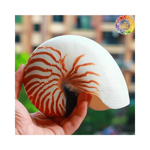 Conchas Nautilus de origen vietnamita y pulidas por expertos para la exportación-Conchas Nautilus de alta calidad para artesanos y artesanos - Product Image 4