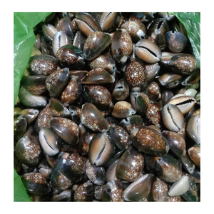 99ทองข้อมูลเวียดนามผลิตเปลือกวัวสำหรับของที่ระลึกชุดตกแต่งบ้านและโครงการ DIY พร้อมเปลือกวัว - Product Image 6