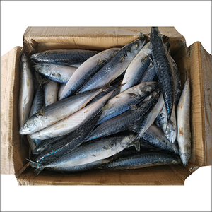 Grosir makarel Pasifik Frozen kualitas tinggi Scomber Japonicus Fish 200-400g sea frozen Pasifik - Product Image 5