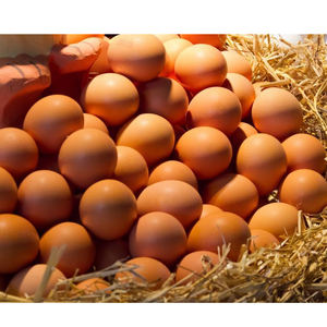 Huevos Frescos de Gallina Blanca de Alta Calidad, Huevos de Granja con Sabor Natural, Aptos para el Consumo Diario - Product Image 5