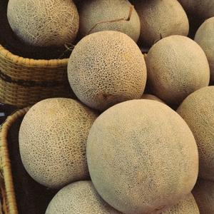 เมลอนคันตาลูปเกรดพรีเมียม คุณภาพชั้นหนึ่ง รสหวานเข้มข้น - เมลอนมัสก์เกรดส่งออกจำนวนมาก - Product Image 6