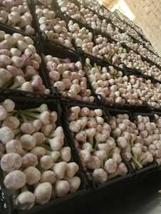 กระเทียมทั้งหัวพรีเมียม 100% ธรรมชาติ สดใหม่ คุณภาพสูง สำหรับส่งออก บรรจุภัณฑ์ตามสั่ง ยี่ห้ออัล นาดา อียิปต์ อายุการเก็บรักษา 6-9 เดือน ปริมาณ 10 ตัน - Product Image 5