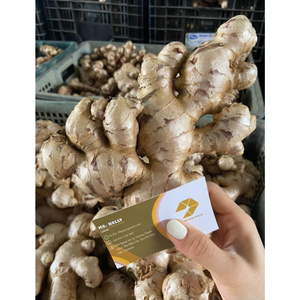 Jengibre de elefante fresco de alta calidad de Vietnam 2024 Exportación de jengibre fresco a precio competitivo - Product Image 4