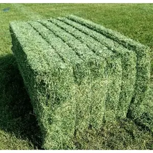 Wholesale Price Supplier of Alfalfa Hay / Alfalfa Hay For Animal Feed