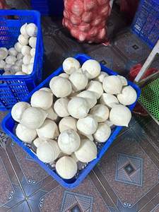 Tinimex Coco Tierno Natural para Posicionamiento de Marca, Bebida Saludable Premium - Product Image 5