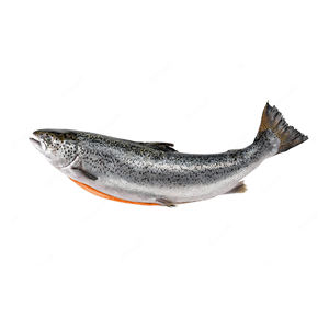 Pescado de salmón congelado entero/filete de salmón/cabeza de salmón a la venta - Product Image 6