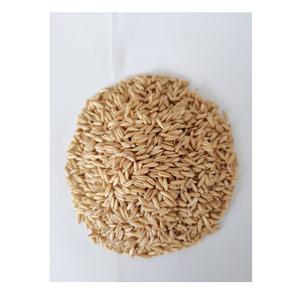 100% Avoine biologique de qualité naturelle pure Meilleur prix de gros - Product Image 3