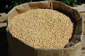 100% Millet français blanc pur biologique Style séché Culture Achat en gros - Product Image 2