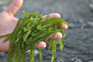 Snacks de raisins de mer séchés-Gâteries saines et délicieuses aux légumes de mer - Product Image 2