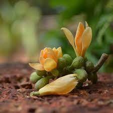 น้ำมัน champka hydrosol บริสุทธิ์และได้รับการรับรองจากธรรมชาติ100% สำหรับน้ำมันหอมระเหย - Product Image 2