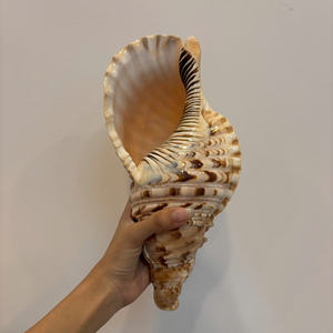 Trompeta de concha blanca única hermosa Charonia 100% Sea Natural Queen Conch para decoración y colección de regalos - Product Image 4