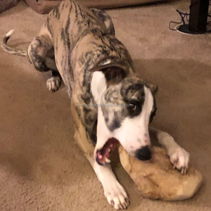 ของเล่นเคี้ยวสำหรับสุนัขทำจากไม้กาแฟ ผลิตในเวียดนาม รับผลิตแบบ OEM ODM ขายส่งจำนวนมาก ของเล่นเคี้ยวขนาดเล็กสำหรับลูกสุนัข ดูแลสุขภาพฟัน - Product Image 4