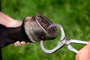 Instrumentos veterinarios de nuevo diseño Fórceps para animales Probadores de pezuñas Cortador de pezuñas de caballo redondo Instrumentos quirúrgicos médicos - Product Image 2