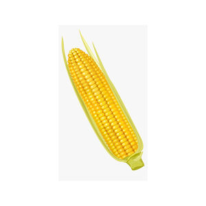 Maíz Amarillo Glutinoso Seco a Granel para Consumo Humano - Product Image 2