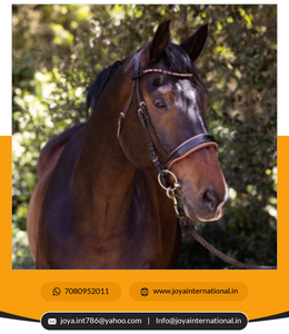 Magnifique cuir souple brillant confort Bride Marron Verni Anatomique Snaffle Dressage Brides First Choice Rider éphémère - Product Image 2