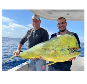 Stock en vrac de la meilleure qualité à bas prix de poisson Mahi Mahi rond entier congelé à prix de gros pour l'exportation dans le monde entier - Product Image 2