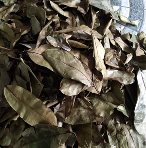 Vietnam Dried Graviola Leaves for Rich Aromatic <b>Tea</b> Blends and Natural Flavoring Applications - Product Image 3