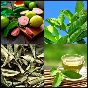 Hojas de guayaba frescas y aromáticas secas/calidad premium/precio asequible/cosechadas en Vietnam - Product Image 3