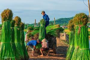 Venta caliente Natural Artificial al aire libre teja de techo de paja para techo - Product Image 4