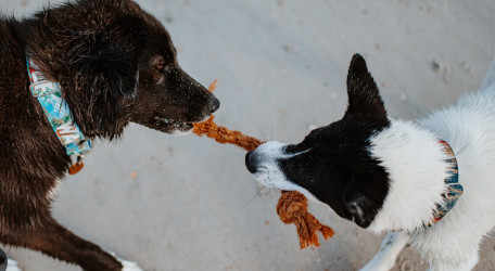 Coconut Chew Rope Toy