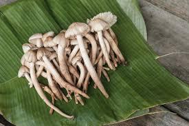 Procesamiento crudo a base de plantas cultivadas de setas de termitas secas de bosque puro - Product Image 4