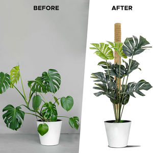 Kit de 4 poteaux en plastique avec attaches et étiquettes pour plantes, idéal pour le soutien des Monstera en intérieur/extérieur ou en serre - Stock US - Product Image 3