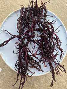 SEAMOSS DE ALTA CALIDAD CON SABOR ESPECIAL DE VIETNAM, BUEN PRECIO, WELLNESS WAVE SEA MOSS - Product Image 3