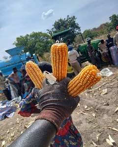 Mezcla de Maíz Orgánico Versátil Amarillo y Blanco, Libre de OMG, para Consumo Humano, Alimentación Animal y Procesamiento, Empaque Personalizado OEM - Product Image 2